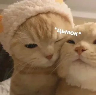 💓 цмок 猫, 可愛い, 動物, キス, ペット, 子猫 telegram sticker