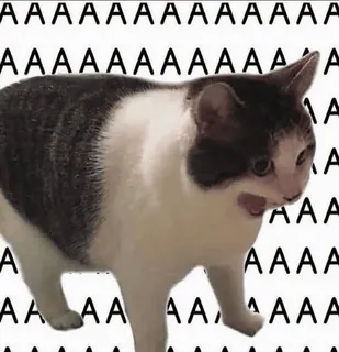 🤍 AAAAAAAAAAAA gato, meme, animal, grito, aaaa, divertido whatsapp sticker