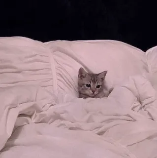 🍡 chat, chaton, mignon, lit, dormir, animal de compagnie, animal whatsapp sticker
