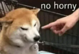 😎 doge no horny pies, mem, palec, wskazywanie, shiba inu whatsapp sticker