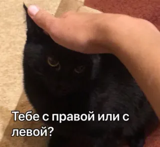 😡 Тебе с правой или с левой? gato, mascota, animal, gato negro, pregunta telegram sticker