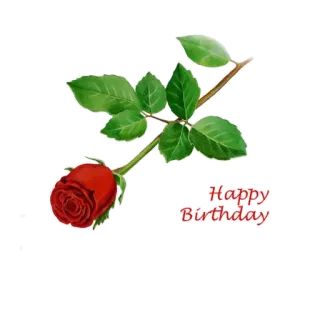 🤬 Happy Birthday Rose, Blume, Alles Gute zum Geburtstag, Feier, Gruß, Glückwünsche telegram sticker