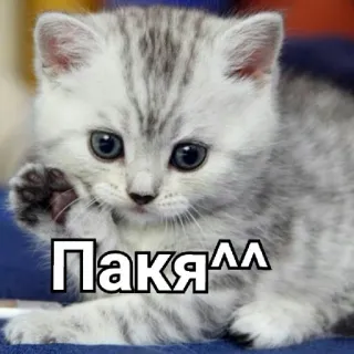 ✋ Паҝя^^ кот, котенок, милый, животное, домашнее животное telegram sticker