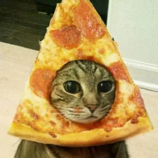 😕 cat, pizza, animal, funny, meme, pet, kitten telegram sticker