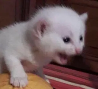 🐱 새끼 고양이, 고양이, 귀여운, 동물, 흰색, 애완 동물, 아기 telegram sticker