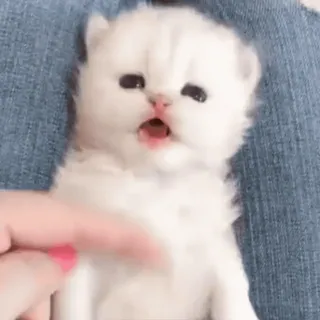 👼 котенок, кошка, животное, милый, домашнее животное, домашнее животное, детеныш telegram sticker