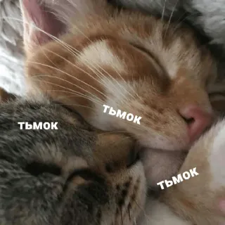 💋 ТЬМОК gato, gatos, animal, animais, fofo, sono, dormindo telegram sticker