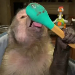 😛 singe, animal, manger, cuillère, mignon telegram sticker