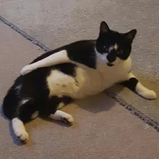 😚 Katze, Haustier, Schwarzweiß, Säugetier telegram sticker