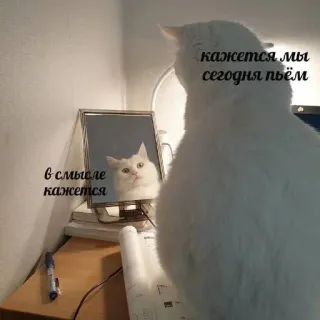 😳 кажется мы сегодня пьём
в смысле кажется cat, mirror, russian, text, meme telegram sticker