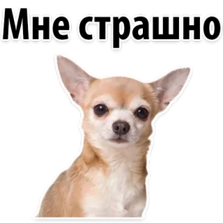 🐔 Мне страшно dog, chihuahua, scared, Мне страшно, fear, animal, cute telegram sticker