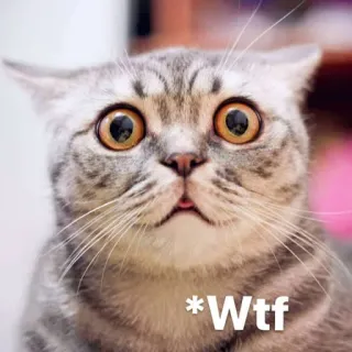 😂 Wtf chat, drôle, wtf, mème, choqué telegram sticker