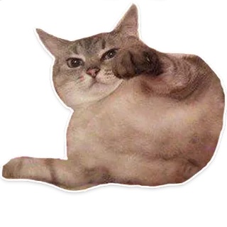 🐱 gato, dedo corazón, gesto ofensivo, mascota, animal, sacar el dedo telegram sticker