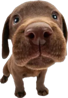 😧 cane, cucciolo, marrone, carino, animale, animale domestico telegram sticker