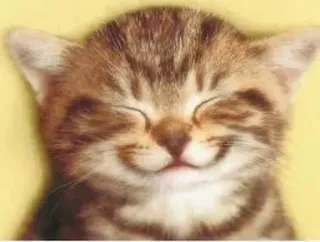 😁 gato, gatinho, fofo, animal, animal de estimação, sorrindo telegram sticker