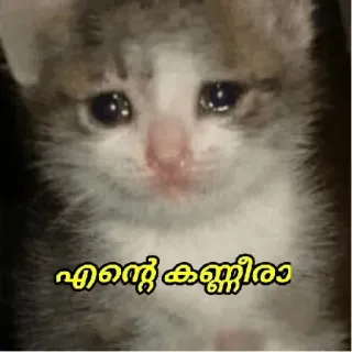 🥺 എന്റെ കണ്ണീരാ cat, kitten, sad, crying, tears telegram sticker