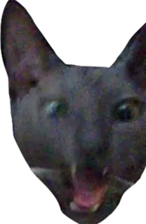 😖 cat, animal, meme, funny, angry telegram sticker
