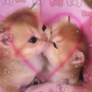 😘 chatons, chats, amour, cœur, mignon, animaux, rose telegram sticker