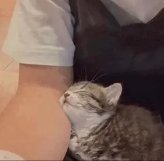 💓 кот, котенок, животное, питомец, сон, милый whatsapp sticker