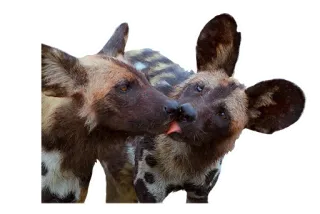 💋 Psy afrykańskie, Psy, Zwierzęta, Dzikie zwierzęta, Całowanie telegram sticker