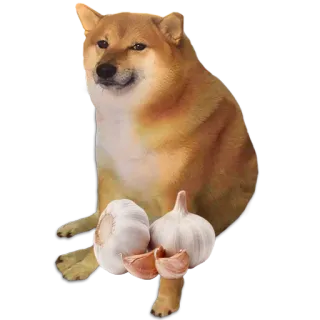 🐶 โดจ, หมา, กระเทียม, มีม, สัตว์, อินเทอร์เน็ตมีม whatsapp sticker