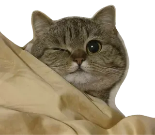 😸 kot, mrugający, zwierzę, zwierzę domowe, słodki, koc telegram sticker