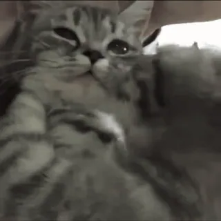 😽 кот, котёнок, милый, питомец, животное whatsapp sticker