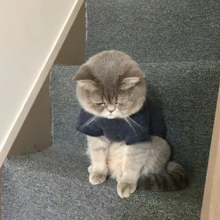 🪐 cat, kitten, pet, animal, stairs, sweater, cute telegram sticker