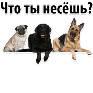 😡 Что ты несёшь? dogs, pug, labrador, german shepherd, animals, meme telegram sticker