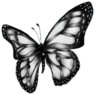 🎀 vlinder, insect, natuur, vleugels, zwart, wit telegram sticker