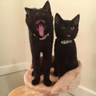 🐱 gato, gatito, gato negro, mascota, animales, lindo, bostezando telegram sticker