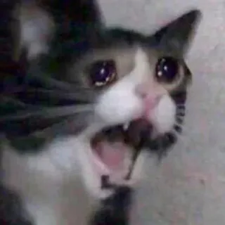 😢 gato, llorando, meme, triste, animal telegram sticker