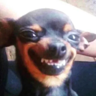 🐶 cão, animal de estimação, animal, engraçado, sorrindo, fofo telegram sticker