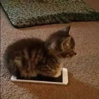 😁 кот, котенок, телефон, животное, милый telegram sticker
