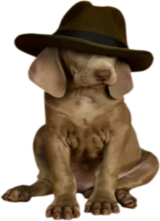 🤠 Hund, Hut, Tier telegram sticker