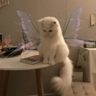 😼 cat, fairy wings, white cat, angel, pet, animal, cute, fantasy whatsapp sticker