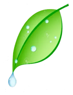 🍃 Blatt, grün, Wassertropfen, Natur, Pflanze, Tau, Öko, frisch whatsapp sticker
