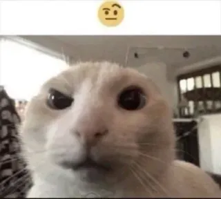 🤩 cat, confused, emoji, thinking, animal, pet, meme, funny whatsapp sticker