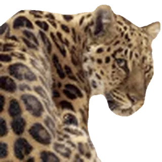 leopard ➜ @emoji1 telegram emojis 🤩