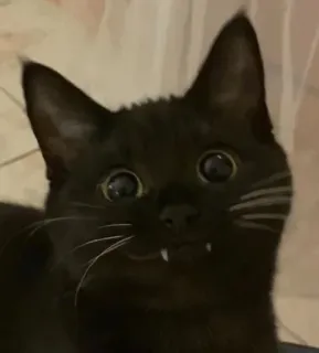🙂 猫, 黒猫, 牙, 可愛い, 動物, ペット telegram sticker
