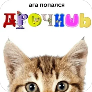 👀 ага попался ДРОЧИЧЬ cat, text, offensive, Russian telegram sticker