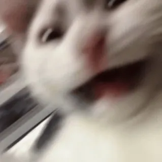 😨 gatto, animale, meme, divertente, animale domestico telegram sticker