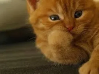 😶 kitten, cat, animal, cute, pet, orange telegram sticker