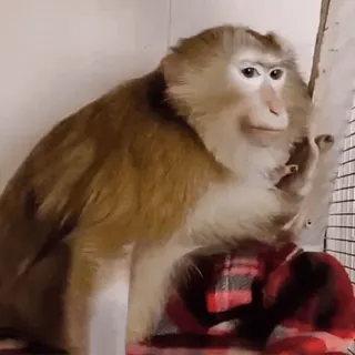 😂 macaco, animal, mamífero, vida selvagem, primata whatsapp sticker