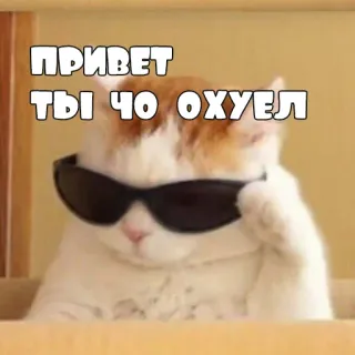 🤫 ПРИВЕТ
ТЫ ЧО ОХУЕЛ кот, солнцезащитные очки, привет, русский telegram sticker
