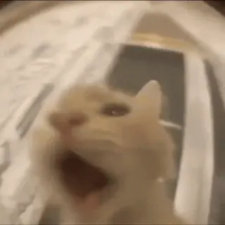 😤 Katze, Tier, Haustier, Gähnen, lustig, Meme telegram sticker