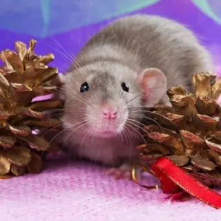 🐭 chuột, động vật, gặm nhấm, quả thông telegram sticker