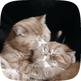 🐱 cats, pets, animals, affectionate, cuddle, cute telegram sticker