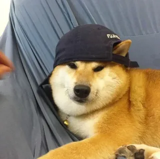 ❤️ FUJIAN dog, shiba inu, hat, pet, animal, clothing telegram sticker