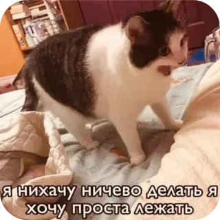 😿 Я нихачу ничего делать я хочу просто лежать chat, allongé, drôle, russe, mème, paresseux telegram sticker